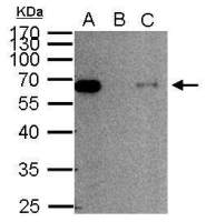 SMAD2 antibody