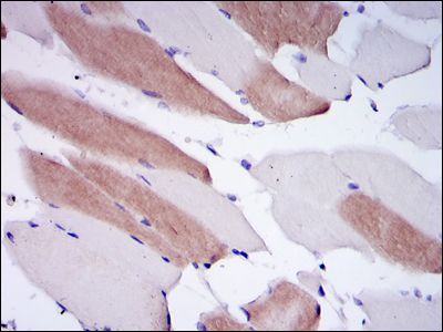 Lamin A antibody [4E7]
