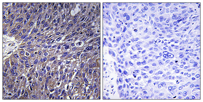 USP50 antibody