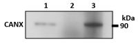 Calnexin antibody