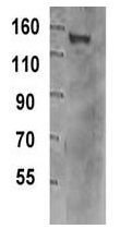 TIF1 gamma antibody [16G9]