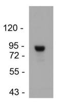 GPR20 antibody
