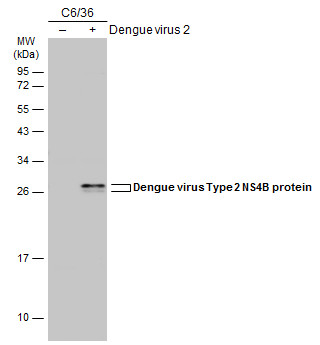 Dengue virus Type 2 NS4B protein antibody