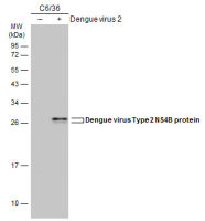 Dengue virus Type 2 NS4B protein antibody