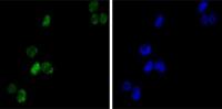 GATA1 antibody [4F5]