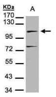 DNA ligase IV antibody [N2C2], Internal