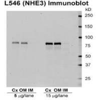 NHE3 antibody