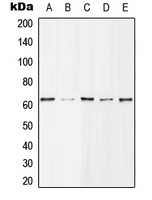 HDAC1 (phospho Ser421) antibody