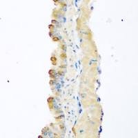 GDF8 / Myostatin antibody