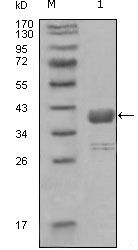 c-Abl antibody [7B11D6]