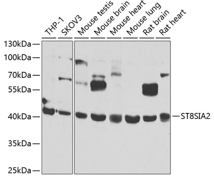 ST8SIA2 antibody