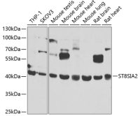 ST8SIA2 antibody