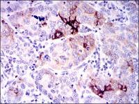 Osteopontin antibody [7C5H12]