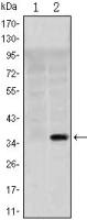 SLC22A1 antibody [2C5]