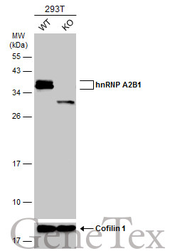hnRNP A2B1 antibody