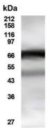 HDAC10 antibody