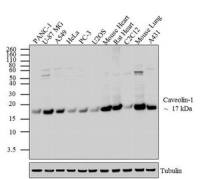 Caveolin 1 antibody