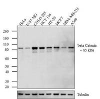 beta Catenin antibody [9F2]