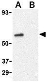 GPR44 antibody