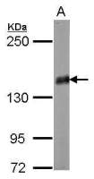 Liprin alpha 2 antibody