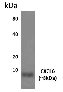 GCP2 antibody [10L25]