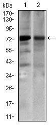 SLC27A5 antibody [4B11C10]