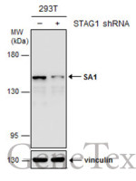 SA1 antibody