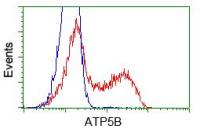 ATP5B antibody [6C4]