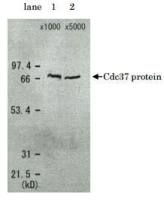 CDC37 (S. cerevisiae) antibody