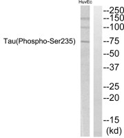 Tau (phospho Ser235) antibody