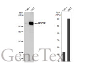 USP9X antibody