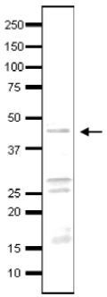 Taf3 (S. cerevisiae) antibody
