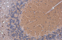 EAAT4 antibody