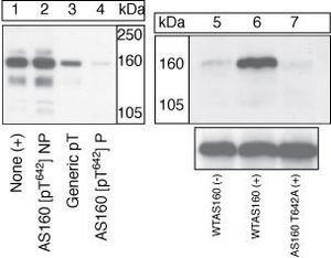 AS160 / TBC1D4 (phospho Thr642) antibody