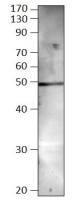 BMP8 antibody