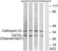 Cathepsin G (cleaved Ile21) antibody