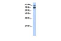 HNRPUL1 antibody, C-term