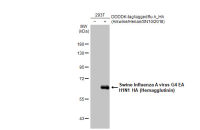 Swine Influenza A virus G4 EA H1N1 HA (Hemagglutinin) antibody [HL1343]