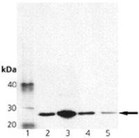 Membrin antibody [4HAD6]