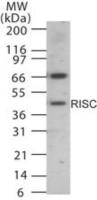 RISC antibody