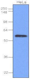 IRF3 antibody [3F10]