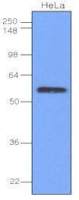 IRF3 antibody [3F10]