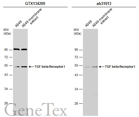 TGF beta Receptor I antibody