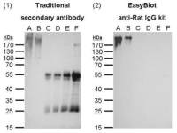 EasyBlot anti Rat IgG (HRP)