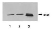 Pad1 (S. pombe) antibody