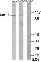MKL1 antibody