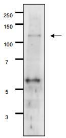 Gal 11 (S. cerevisiae) antibody