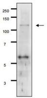 Gal 11 (S. cerevisiae) antibody