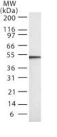Caspase 2 antibody [18E809.3]