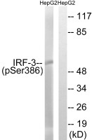 IRF3 (phospho Ser386) antibody
